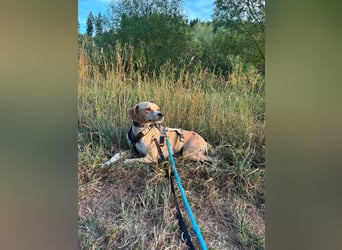 Sensibler, fröhlicher und feinfühliger Junghund FIDO sucht eine Familie!