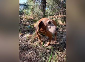Wundervolle alte Hundedame MAGGIE sucht eine Familie oder Endpflegestelle