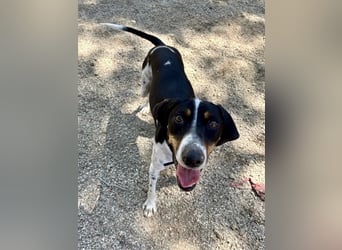 Wunderhübscher und super fröhlicher Junghund BENJI sucht eine Familie