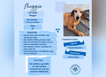 Wundervolle alte Hundedame MAGGIE sucht eine Familie oder Endpflegestelle