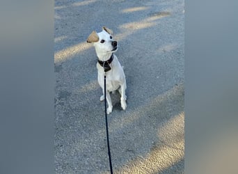 Lebensfroher und freundlicher Mischlingsrüde SUNNY sucht eine neue Familie!
