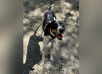 Wunderhübscher und super fröhlicher Junghund BENJI sucht eine Familie