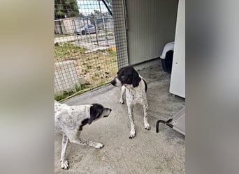 Verkuschelter und sozialer Schatz ALKIS sucht seine Für Immer Familie