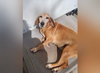 Wundervolle alte Hundedame MAGGIE sucht eine Familie oder Endpflegestelle