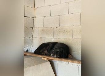 Grinsebacke MALOUK sucht eine eigene Familie