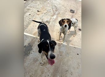 Wunderhübscher und super fröhlicher Junghund BENJI sucht eine Familie