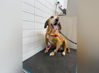 Wundervolle alte Hundedame MAGGIE sucht eine Familie oder Endpflegestelle