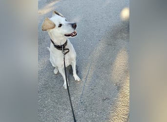 Lebensfroher und freundlicher Mischlingsrüde SUNNY sucht eine neue Familie!