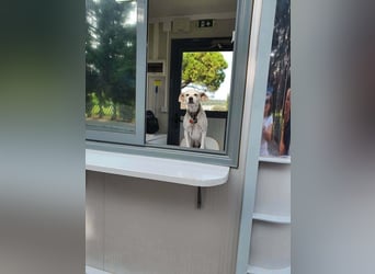 Lebensfroher und freundlicher Mischlingsrüde SUNNY sucht eine neue Familie!