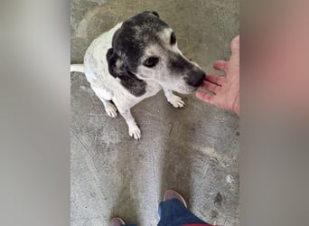 Hundeomi ALICE möchte endlich ein eigenes Zuhause finden!