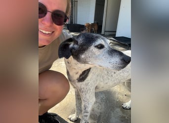Hundeomi ALICE möchte endlich ein eigenes Zuhause finden!