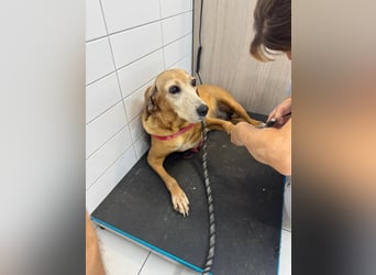 Wundervolle alte Hundedame MAGGIE sucht eine Familie oder Endpflegestelle