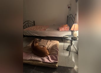 Wundervolle alte Hundedame MAGGIE sucht eine Familie oder Endpflegestelle