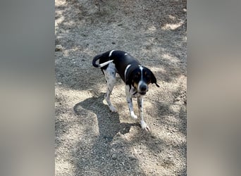 Wunderhübscher und super fröhlicher Junghund BENJI sucht eine Familie