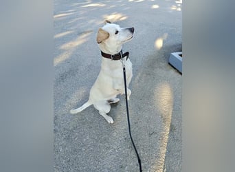 Lebensfroher und freundlicher Mischlingsrüde SUNNY sucht eine neue Familie!