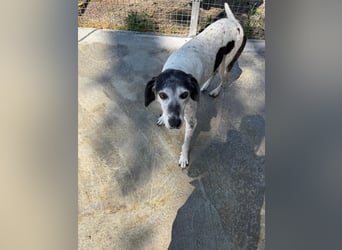 Hundeomi ALICE möchte endlich ein eigenes Zuhause finden!