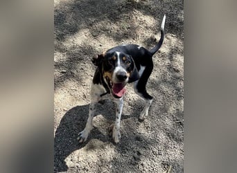Wunderhübscher und super fröhlicher Junghund BENJI sucht eine Familie