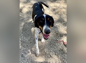 Wunderhübscher und super fröhlicher Junghund BENJI sucht eine Familie