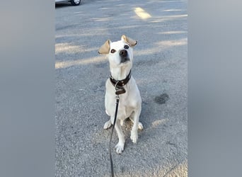 Lebensfroher und freundlicher Mischlingsrüde SUNNY sucht eine neue Familie!