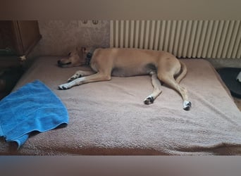 Sensibler, fröhlicher und feinfühliger Junghund FIDO sucht eine Familie!