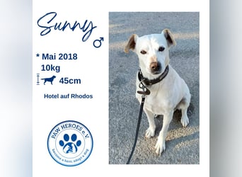 Lebensfroher und freundlicher Mischlingsrüde SUNNY sucht eine neue Familie!
