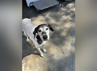 Hundeomi ALICE möchte endlich ein eigenes Zuhause finden!