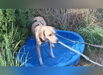 Sensibler, fröhlicher und feinfühliger Junghund FIDO sucht eine Familie!