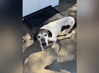 Hundeomi ALICE möchte endlich ein eigenes Zuhause finden!