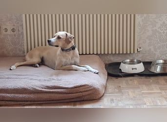 Sensibler, fröhlicher und feinfühliger Junghund FIDO sucht eine Familie!