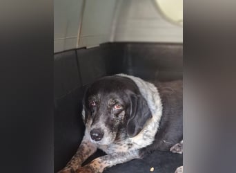 Sensible und schüchterne Maus BESSIE sucht eine eigene Familie!
