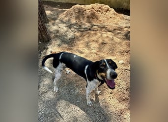 Wunderhübscher und super fröhlicher Junghund BENJI sucht eine Familie