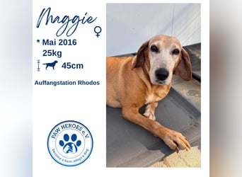 Wundervolle alte Hundedame MAGGIE sucht eine Familie oder Endpflegestelle