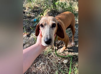 Wundervolle alte Hundedame MAGGIE sucht eine Familie oder Endpflegestelle