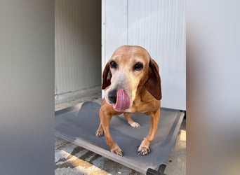 Wundervolle alte Hundedame MAGGIE sucht eine Familie oder Endpflegestelle