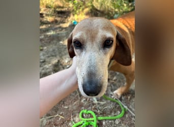 Wundervolle alte Hundedame MAGGIE sucht eine Familie oder Endpflegestelle