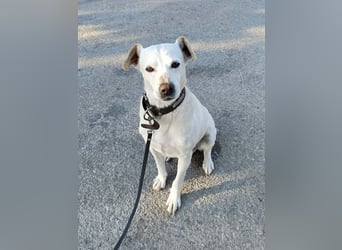 Lebensfroher und freundlicher Mischlingsrüde SUNNY sucht eine neue Familie!