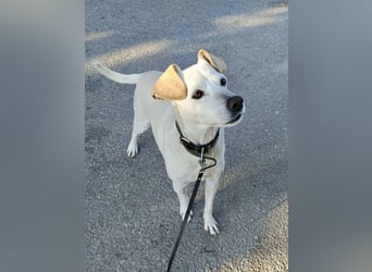 Lebensfroher und freundlicher Mischlingsrüde SUNNY sucht eine neue Familie!
