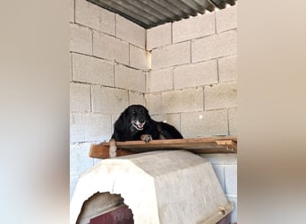 Grinsebacke MALOUK sucht eine eigene Familie