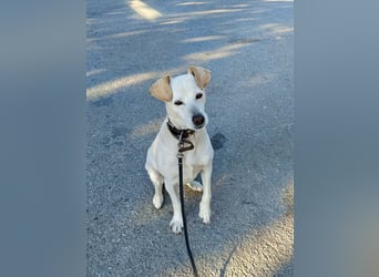 Lebensfroher und freundlicher Mischlingsrüde SUNNY sucht eine neue Familie!