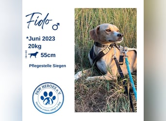 Sensibler, fröhlicher und feinfühliger Junghund FIDO sucht eine Familie!