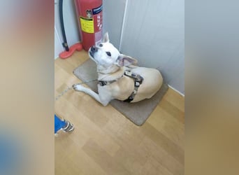 Lebensfroher und freundlicher Mischlingsrüde SUNNY sucht eine neue Familie!