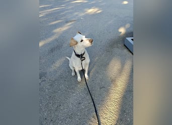 Lebensfroher und freundlicher Mischlingsrüde SUNNY sucht eine neue Familie!
