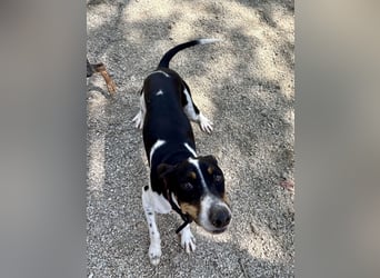 Wunderhübscher und super fröhlicher Junghund BENJI sucht eine Familie