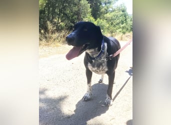 Wundervoller Junghund LOUKA sucht eine eigene Familie!