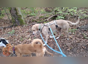 Sensibler, fröhlicher und feinfühliger Junghund FIDO sucht eine Familie!