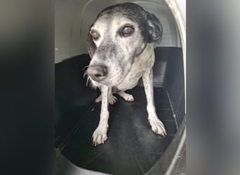 Hundeomi ALICE möchte endlich ein eigenes Zuhause finden!