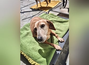 Wundervolle alte Hundedame MAGGIE sucht eine Familie oder Endpflegestelle