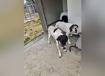 Hundeomi ALICE möchte endlich ein eigenes Zuhause finden!