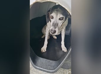 Hundeomi ALICE möchte endlich ein eigenes Zuhause finden!