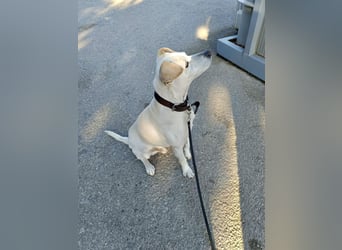 Lebensfroher und freundlicher Mischlingsrüde SUNNY sucht eine neue Familie!